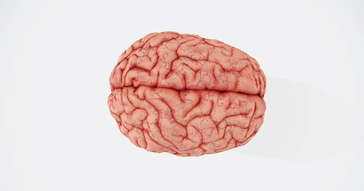 a close up of a human brain on a white background a close up of a human brain on a white background